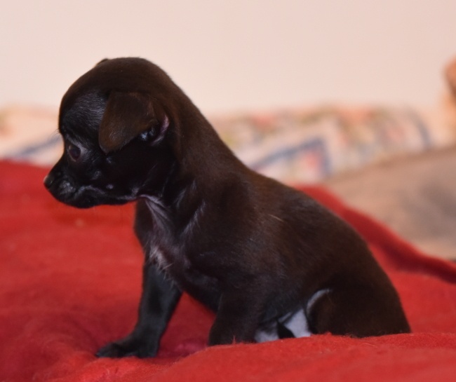 Los Chicos De Veules Les Roses - Chiots disponibles - Chihuahua