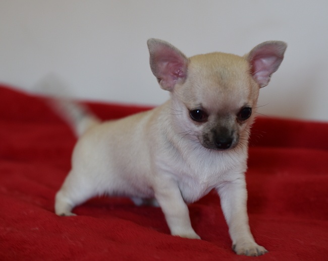 Los Chicos De Veules Les Roses - Chihuahua - Portée née le 03/03/2015