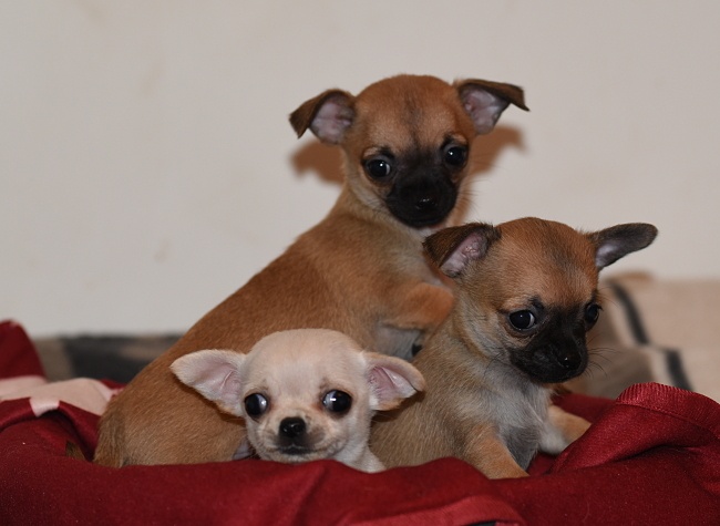 Los Chicos De Veules Les Roses - Chiots disponibles - Chihuahua